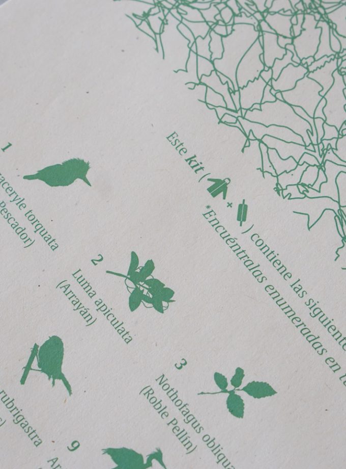 Kit (banano + cortaviento) Bosque Valdiviano